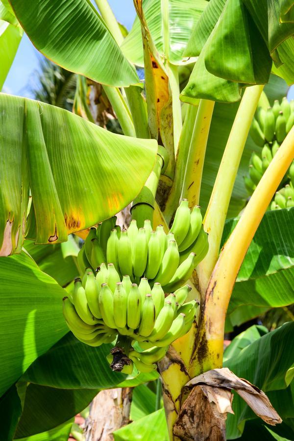 Channa Villa&Tours Bentota Exteriör bild